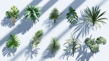 A collection of tropical plants displayed with cast shadows.