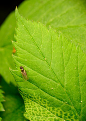 A fly sits on the edge of a leaf