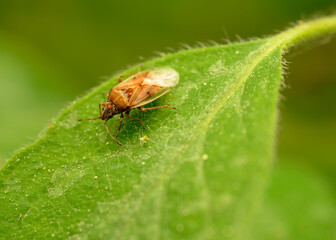 A forest bug crawls on a tree leaf