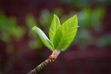 young fresh leaves unfold from the bud of a Nyssa sylvatica tupelo tree against a blurred brown-green background