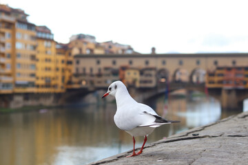 Seagull standing on a stone ledge with the historic Ponte Vecchio bridge and river in the blurred background in Florence, Italy.