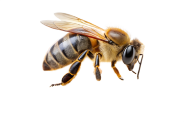 A bee and a wasp isolated on a white background PNG,AI GENERATED