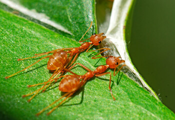 BUILDER ANTS