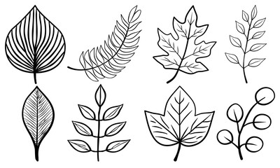 Leaf hand drawn autumn botanical different outline collection.Set vector leaves line art style object black on white background.Element sketches illustration tropical foliage branches.decoration,card.