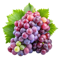 Fototapeta premium Mop on white background