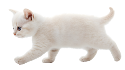 Adorable Walking White Cat on White Background - Professional Stock Photo