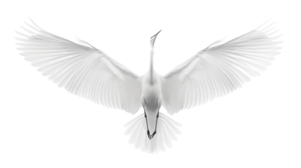 Majestic Great Egret Soaring in Flight on White Background