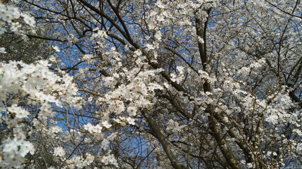 Pflanze, Blüte, Baum, Natur, Frühling