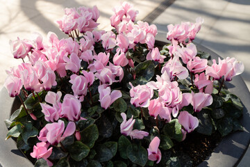 シクラメンの花