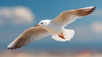 White seagull is flying in the sky. The bird has orange beak and feet