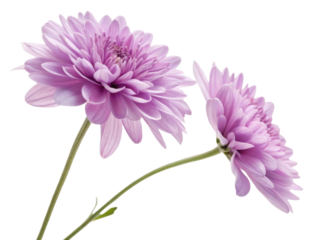 Charming chrysanthemum flowers bloom gracefully showcasing their delicate petals in soft purple hues