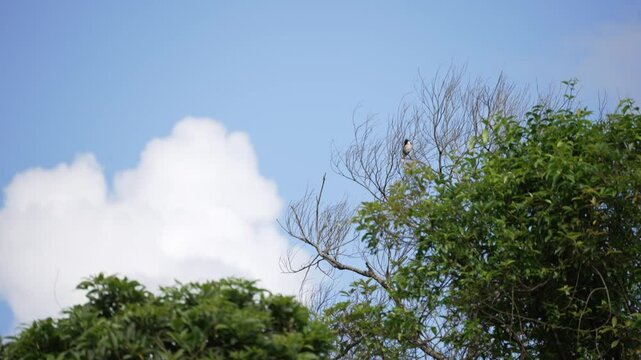 Bird on top of tree with blue sky