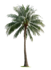 Palm tree no background