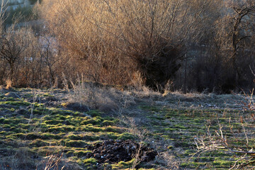 grassy field and bare trees