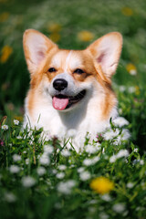 Happy smiling red and white welsh corgi pembroke sitting on a grass with flowers