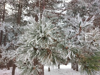 Snowy Pine Forest. A serene winter scene unfolds with a cluster of pine trees covered in a delicate layer of frost. The trees stand tall against a muted gray sky.