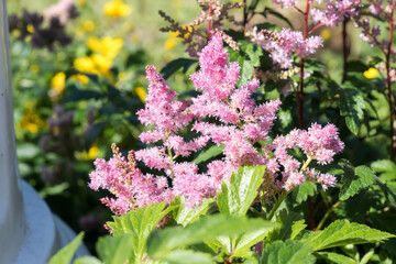 Beautiful false goat's beard (Astilbe) flowers.
