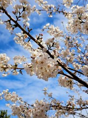 벚꽃과 봄의 하늘