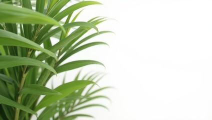 Fototapeta premium Lush Green Tropical Leaves on White Background