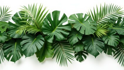 Fototapeta premium Lush Tropical Leaves Border on White Background