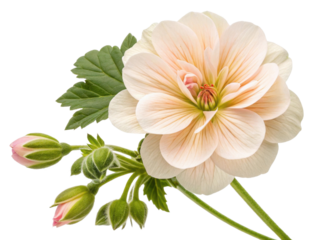 beautiful geranium flower with delicate petals and soft pink buds showcases nature elegance and charm