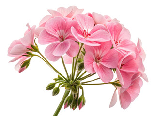 Beautiful geranium flowers bloom in soft pink hues, showcasing delicate petals and vibrant green stems that evoke sense of tranquility