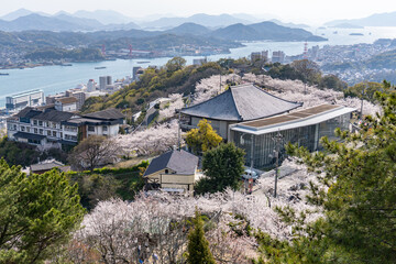 尾道・千光寺公園・桜