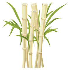 Fototapeta premium Sugar cane, fruit, plant, vector, transparent background
