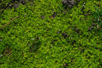 green moss on the stone