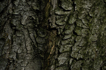 tree bark texture