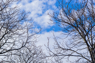Obraz premium tree branches against blue sky