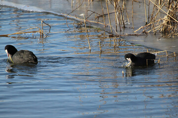 Tier, Vogel, See, Wasser, Natur, Eis, Winter