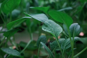 close up of a flower