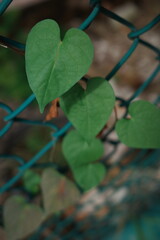 heart shaped leaves