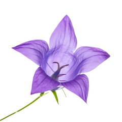Purple bellflower with visible filaments and stem isolated on transparent background