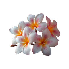Fototapeta premium pink and white plumeria flowers isolated on transparent background