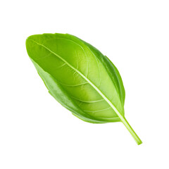Obraz premium Perfect basil leaf floating, ideal for food and cooking projects