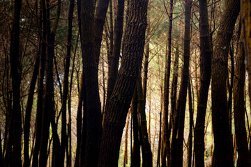 Fototapeta premium morning in the forest