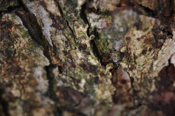 bark of a tree