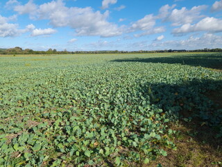 Feld, Rapsfeld, Ackerbau, Horizont, Himmel, Natur
