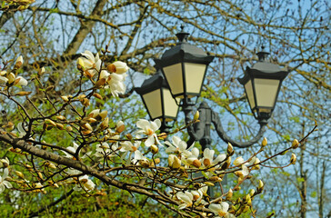 Decorative lanterns and blooming magnolia in the park