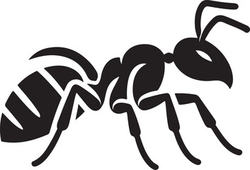 black scorpion isolated on white