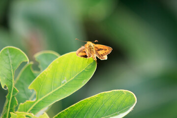 Fiery Skipper Butterfly Resting on Green Leaf