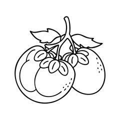 grape tomato icon, grape tomato vector illustration-simple illustration of grape tomato, perfect for grape tomato logos and icons