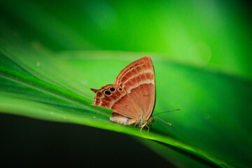 Plum Judy Butterfly (Abisara echerius) Resting on Green Leaf
