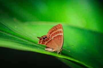 Obraz premium Plum Judy Butterfly (Abisara echerius) Resting on Green Leaf