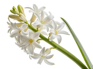 Fototapeta premium beautiful hyacinth flower showcases delicate white petals and vibrant green leaves, creating serene and elegant display