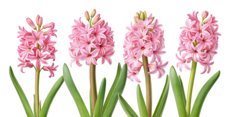 Fototapeta premium Beautiful hyacinth flowers bloom gracefully, showcasing their vibrant pink petals and lush green leaves, creating stunning floral display