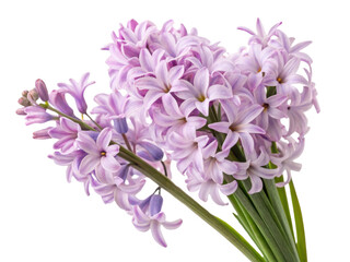 Beautiful hyacinth flowers bloom in soft lavender hues, creating stunning display of nature elegance and charm