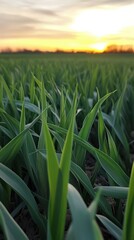 Fototapeta premium Vibrant green grass emerges against a stunning sunset sky in an expansive agricultural field